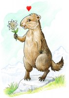 Marmotte / Dessin au crayon - 20.-FrS
