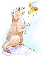 Marmotte au miel / Dessin au crayon - 20.-FrS