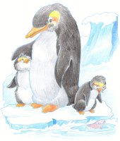 Pingouins / Dessin au crayon - 20 FrS