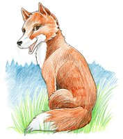 Renard / Dessin au crayon - 20.-FrS