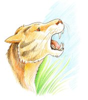 Tigre / Dessin au crayon - 20.-FrS