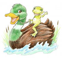 Canard et grenouille / Dessin au crayon - 20.-FrS
