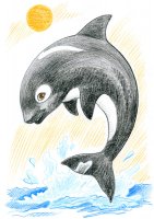 Orque / Dessin au crayon - 20.-FrS
