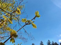 Printemps à Morrens
