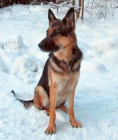 ANSA assise dans la neige