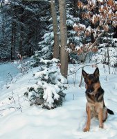 ANSA assise dans la neige