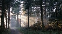 Foret Le Mont 2016 1