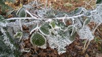 Foret Le Mont 2016 2