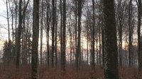 Foret Le Mont 2016 3