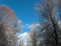 Forêt Le Mont 3