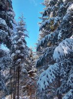 Forêt Le Mont 1