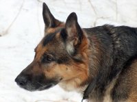 ANSA de profil