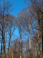 Forêt Le Mont 4