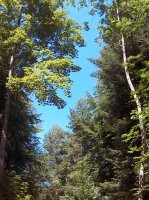 Forêt Le Mont 5