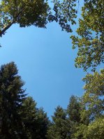 Forêt Le Mont 6