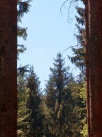 Forêt Le Mont 7