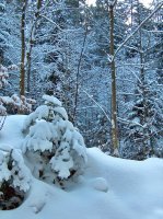 Hiver, Bois du Jorat 3