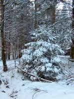 Hiver, Bois du Jorat 4