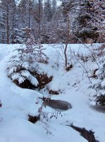 Hiver, Bois du Jorat 1