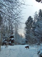 Hiver, Bois du Jorat 2