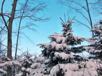 Sapin Bleu