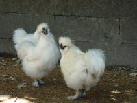UGOR et VIKTO