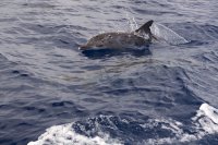 wWolfo 4 dauphin de Pico